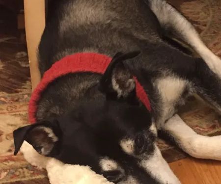 Chateau Veterinary Hospital: Nix Violet DVM