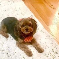 Kragness Animal Hospital ico
