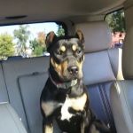 Morgan Park Animal Hospital