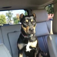 Morgan Park Animal Hospital ico