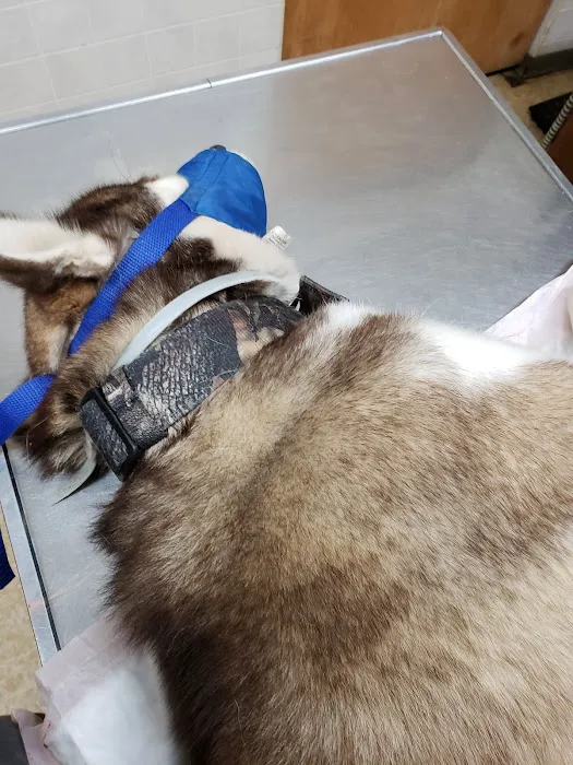 Morgan Park Animal Hospital Picture 2