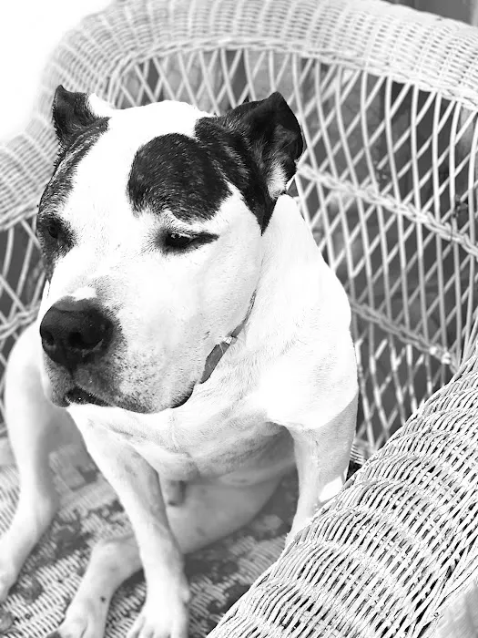 Animal Clinic of Alsip Picture 7