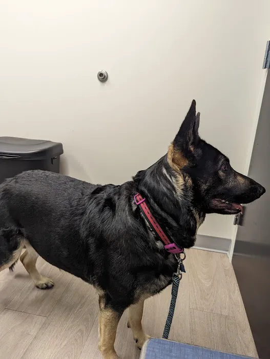 Bevlab Animal Hospital Picture 1