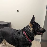 Bevlab Animal Hospital ico