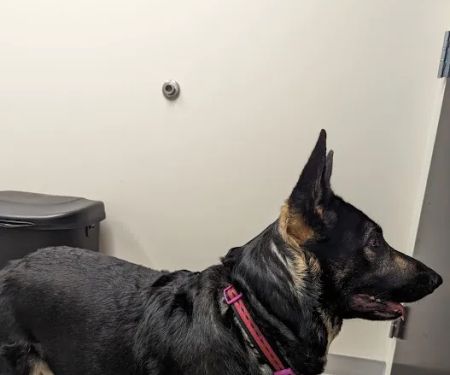 Bevlab Animal Hospital
