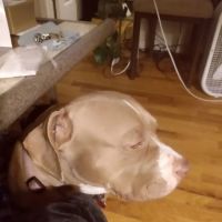 Banfield Pet Hospital ico
