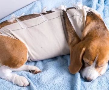 How to Support a Dog Recovering from Surgery: Tips for Pet Owners