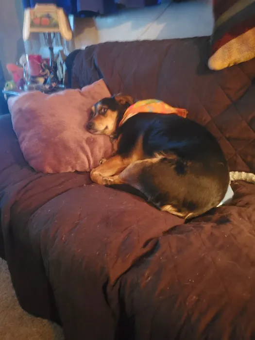 Banfield Pet Hospital Picture 10