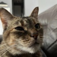Animal Eye Consultants ico