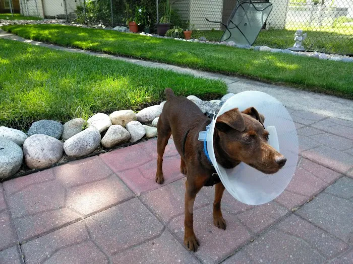 Animal Eye Consultants Picture 3