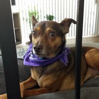 Southwest Animal Care Center ico