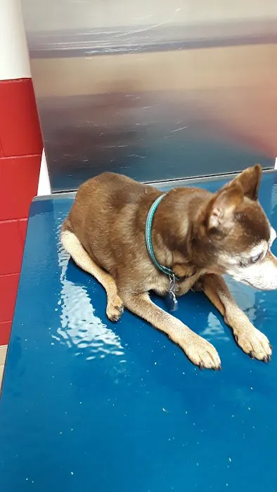 Southwest Animal Care Center Picture 5