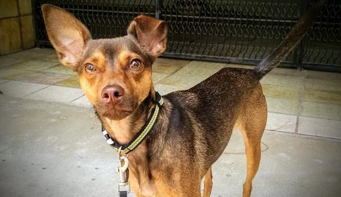 Southwest Animal Care Center Picture 3