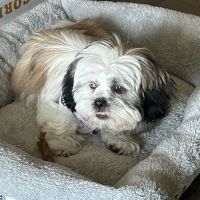 VCA Worth Animal Hospital: Mc Namee Crystal DVM ico
