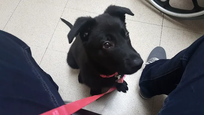 VCA Worth Animal Hospital Picture 1
