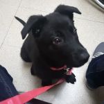 VCA Worth Animal Hospital