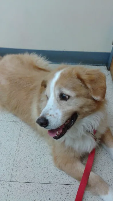 VCA Worth Animal Hospital Picture 2