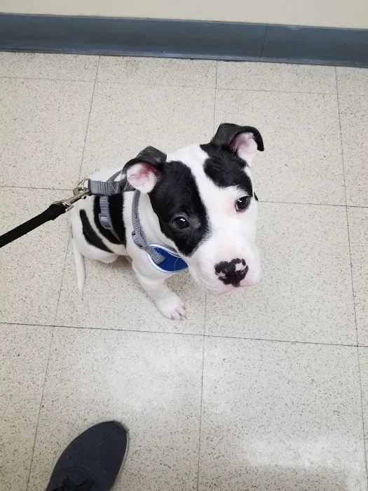 VCA Worth Animal Hospital Picture 9