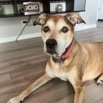 Palos Animal Hospital