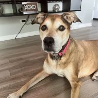 Palos Animal Hospital ico