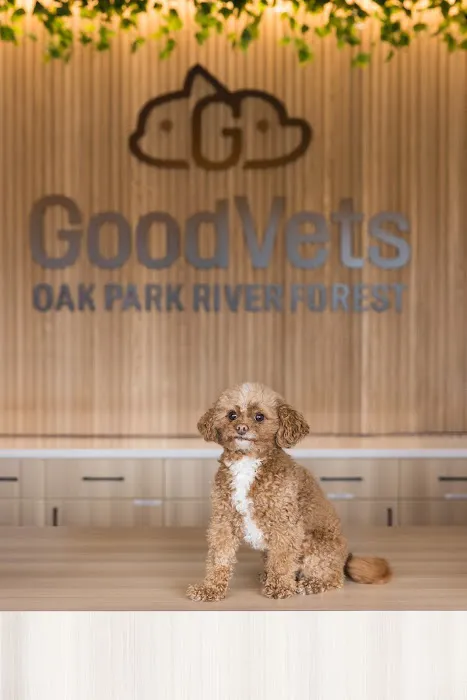 GoodVets Oak Park River Forest Picture 9