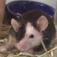 Midwest Bird and Exotic Animal Hospital ico