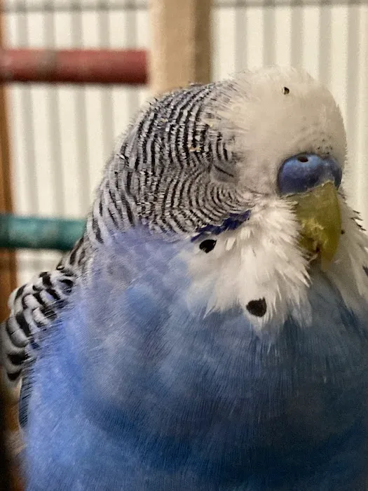 Midwest Bird and Exotic Animal Hospital Picture 2