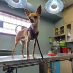 Seligman Animal Hospital