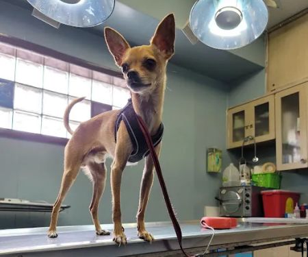 Seligman Animal Hospital