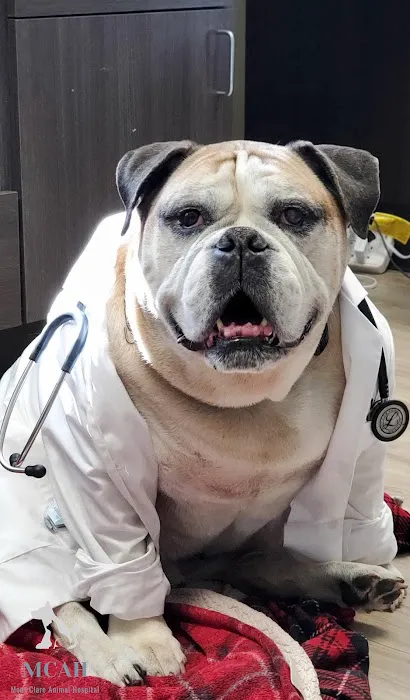 VCA Mont Clare Animal Hospital Picture 10