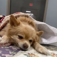 VCA Mont Clare Animal Hospital ico