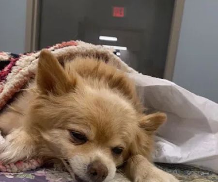 VCA Mont Clare Animal Hospital