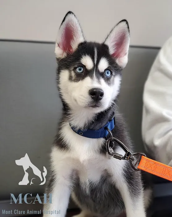VCA Mont Clare Animal Hospital Picture 7