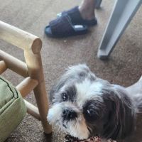 Banfield Pet Hospital ico