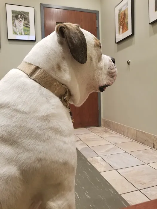 Arbor Animal Hospital Picture 9