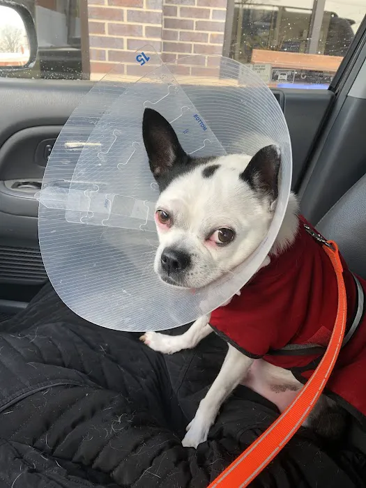 Arbor Animal Hospital Picture 7