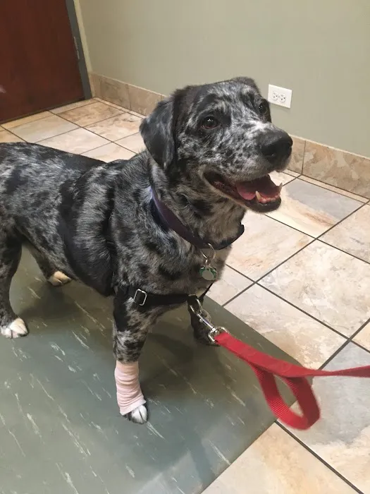 Arbor Animal Hospital Picture 8