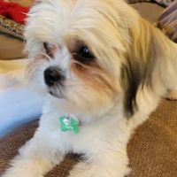 Village Veterinary Practice-Western Springs ico