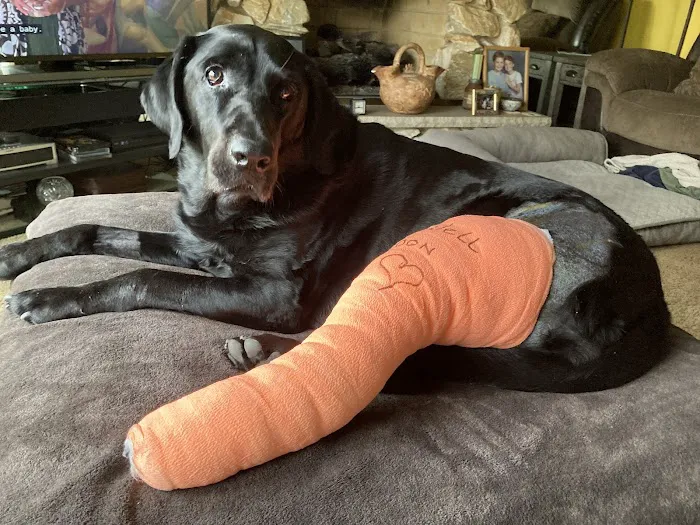 VCA Boone Animal Hospital Picture 7