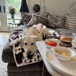 VCA Boone Animal Hospital
