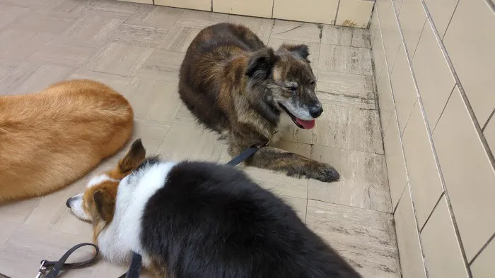 Animal Hospital of Western Springs Picture 8