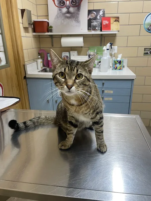 Animal Hospital of Western Springs Picture 3