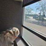 Harvester Veterinary Hospital of Burr Ridge
