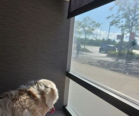 Harvester Veterinary Hospital of Burr Ridge