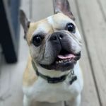 Lane Veterinary