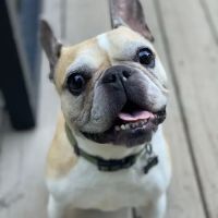 Lane Veterinary ico