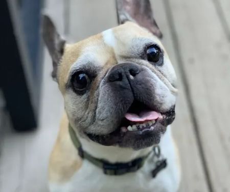 Lane Veterinary