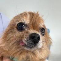 Hillchester Animal Hospital ico