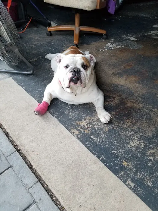 Hillchester Animal Hospital Picture 6