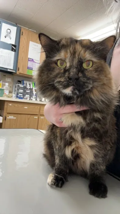 Hillchester Animal Hospital Picture 8